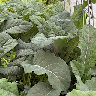 Kale in Hoop-house Garden